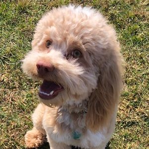 Meet your Posher, Hayley